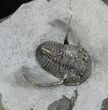 Rare Eifel Cyphaspis Trilobite - Germany #27434-2